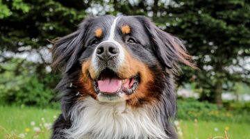 sportieve honden rassen