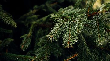 beste kerstboom online bestellen Nordmann