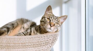 top 10 populaire kattennamen Nederland