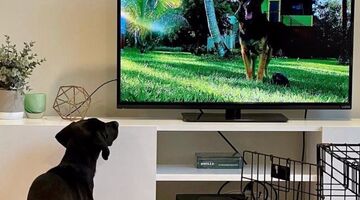 Geloof het of niet er komt een tv-kanaal speciaal voor honden