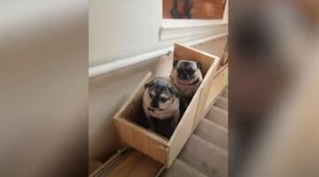 Vrouw maakt traplift voor haar honden