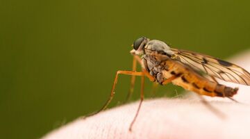 Deze vijf huidhoud producten helpen tegen jeuk van muggenbulten