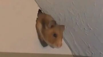 vrouw schrikt hamster door muur buren