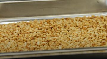 waar komen pijnboompitten vandaan hoe groeien ze