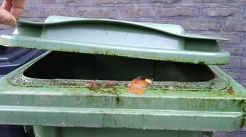 oplossing tegen vliegjes bij container groen