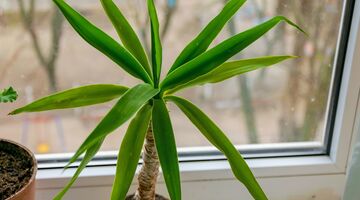 welke kamperplanten hebben weinig onderhoud nodig