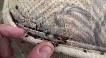 bedwantsen bestrijden