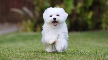 hondenrassen die het langst leven