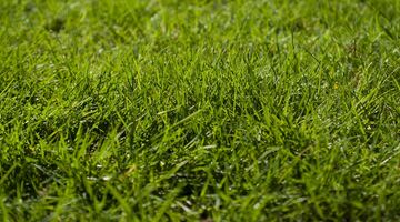 in de tuin kunstgras kopen