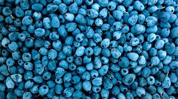 blauwe bessen