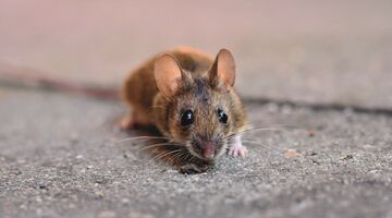 hoe muizen verjagen nooit meer last van