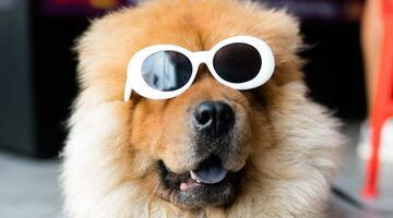 top 10 populairste hondennamen 2024