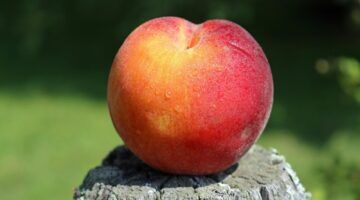 Een perzik, een van de soorten fruit met weinig suiker