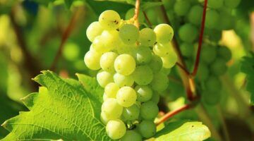 Een tros druiven, een soort fruit dat veel suiker bevat