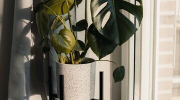 Een plant in de woonkamer voor een raam met lichtinval