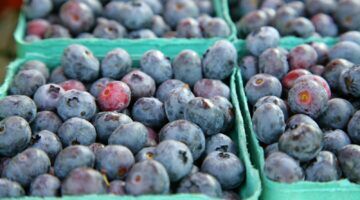 Blauwe bessen in een bakje