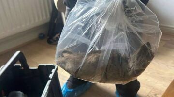 De grote rat die gevonden is