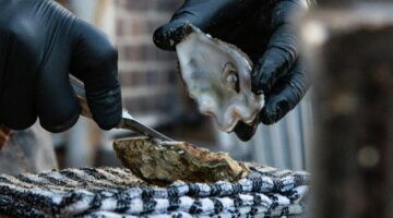 Een oester wordt opengesneden