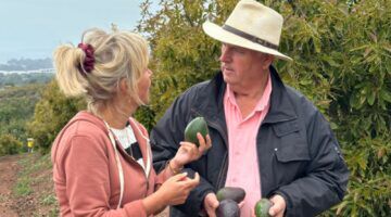 boer barry avocado's