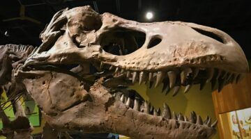 Het skelet van een T-Rex