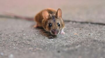 Een muis die zit op de grond.