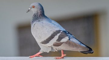 Duif die vroeger als postduif werd gebruikt