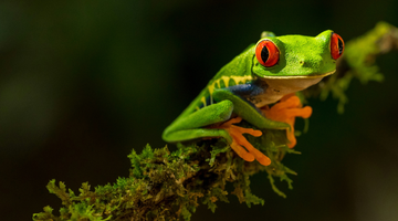 Een roodoogboomkikker op een tak, die te vinden is in Costa Rica