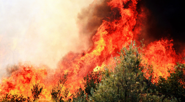 Een bosbrand met hoge vlammen en rook.