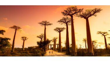 Reislust #19: Maki’s, Baobabs en hagelwitte stranden in Madagaskar