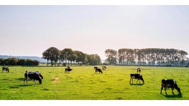 Wat is het gemiddelde salaris van de Nederlandse boeren?