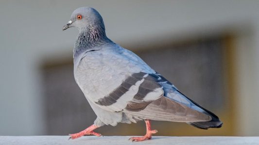 Duif die vroeger als postduif werd gebruikt