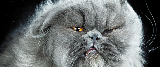 Illustratie voor: Awesome:  Shake Cats