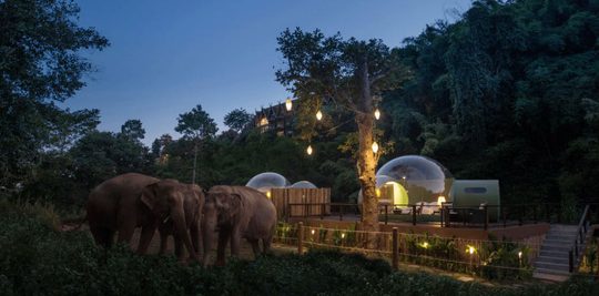 slapen tussen de olifanten luxe vakantie