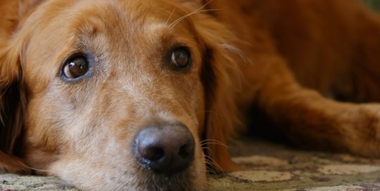 hond beste vriend