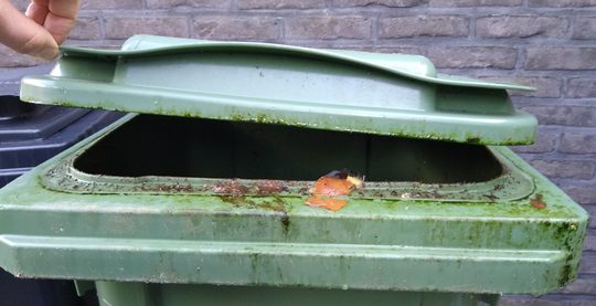 oplossing tegen vliegjes bij container groen