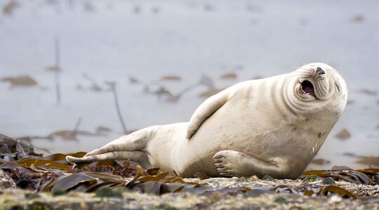 Illustratie voor: Dit zijn de winnaars van de Comedy Wildlife Photography Awards