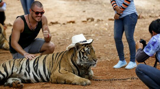 Illustratie voor: TripAdvisor stopt met het verkopen van onverantwoorde dierenattracties