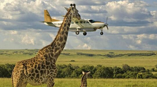 Illustratie voor: De Comedy Wildlife Awards leveren wederom hilarische beelden op