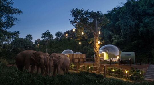 slapen tussen de olifanten luxe vakantie