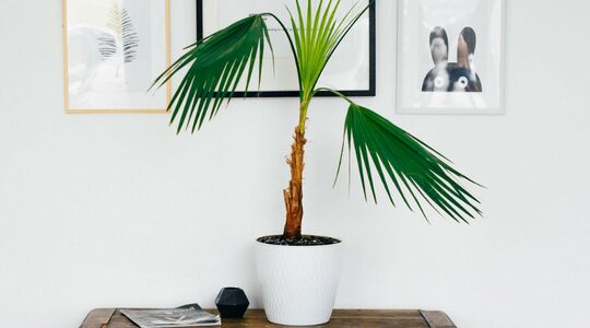 beste planten voor op kantoor