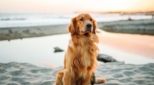 hoeveel geld kost een hond per jaar_