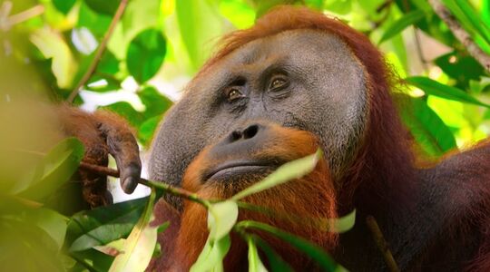 Beste natuurdocumentaires op Netflix IMDb