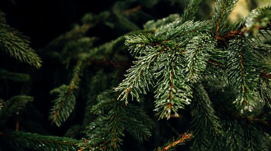 beste kerstboom online bestellen Nordmann