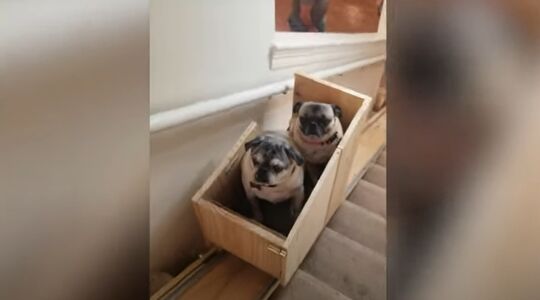 Vrouw maakt traplift voor haar honden