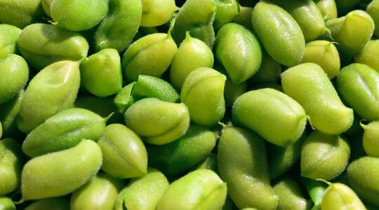 vegatarische voedingsmiddelen foods veel eiwitten geen vis of vlees of kip