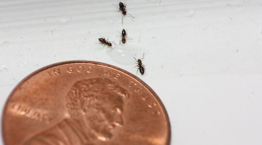 waarom kunnen mieren niet tegen koperen muntjes