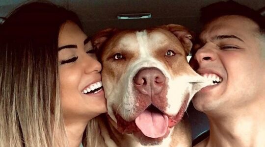 beste-honden-jonge-families1-1024x507