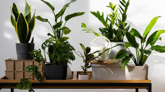 voordelen nadelen kunstplanten