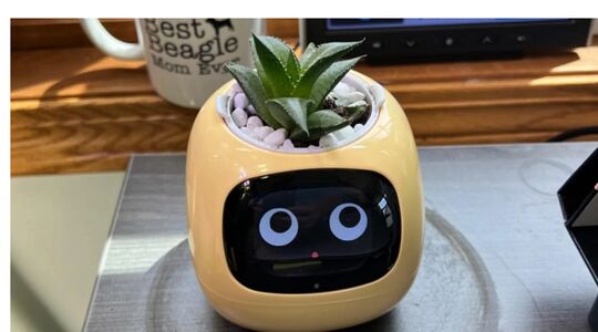 plantagochi foto