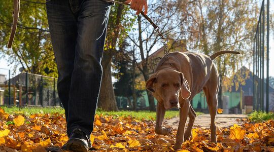 Illustratie voor: Hondenbaasjes opgelet: je hond uitlaten zonder zakje kan een fikse boete opleveren